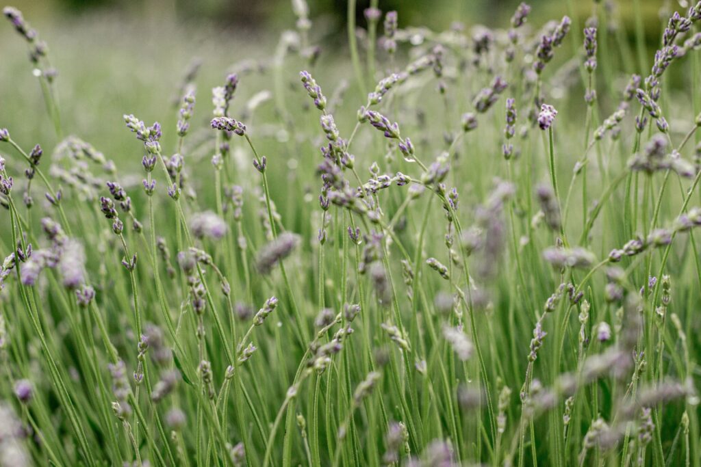 Natuurlijke verzorging van M-Botanica